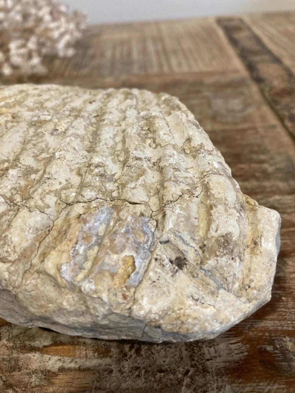 Fossilized Shell Chunk Stone Decor